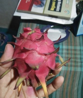 ড্রাগন ফল.Dragon fruit(লাল)
